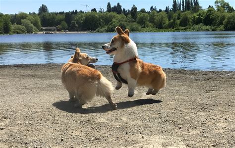 12 Corgis Whose Magical Fluffy Butts Give Them The Power Of Levitation