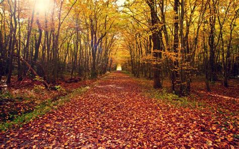 Leaves Nature Landscapes Leaves Autumn Fall Path Trail Trees Forest