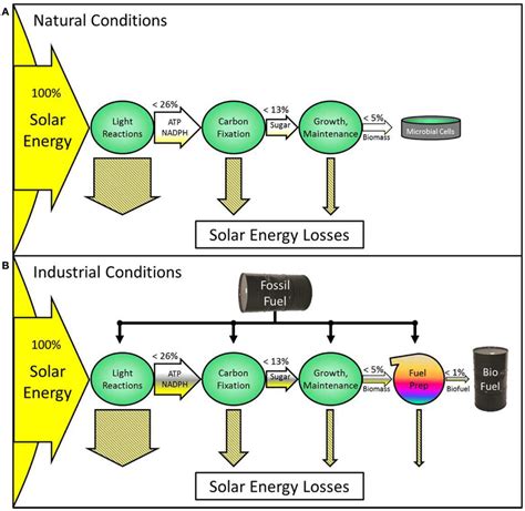 Diagram Transfer Energy Flow Diagram Mydiagram Online