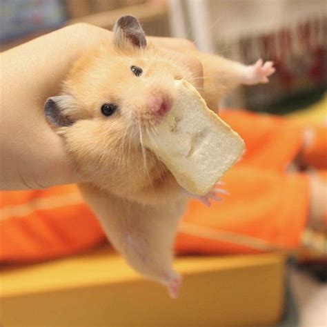Pin By QuΣΣΠ On Cute Cute Hamsters Cute Baby Animals Cute Animals