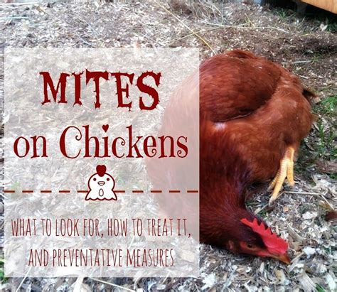 55 Hd How To Get Rid Of Mites On A Chicken Insectpedia