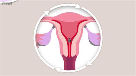 Como Se Produz A Menstruação E Por Que Algumas Mulheres Sentem Mais Dor Que Outras Rota News