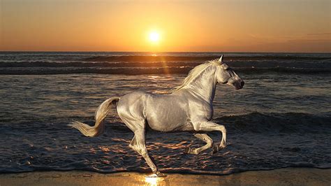 White Horse Is Running In Ocean Waves Background During Sunset Hd Horse
