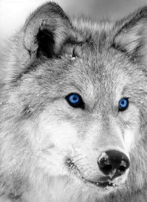 33 best white wolves with bright blue eyes images on Pinterest | White