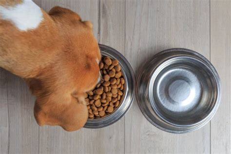 Low Phosphorus Dog Food 5 Recommended Options Great Pet Care