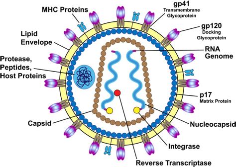 Ebio Sma Struktur Tubuh Virus