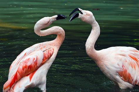 Photo gratuite Flamants Roses Étang Couple Image gratuite sur