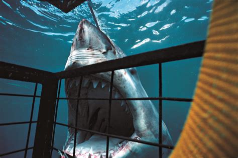 Discoverys Annual Must See Television Event SHARK WEEK Goes Full Shark N Awe June July