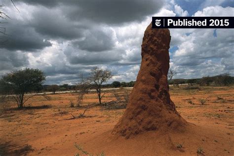 Termites Guardians Of The Soil The New York Times