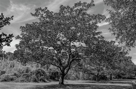 A Pretty Tree At Brookgreen Bw Photograph By Tj Baccari Fine Art America