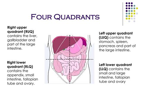 Lower Abdominal Anatomy Female Lower Left Abdominal Quadrant Contains