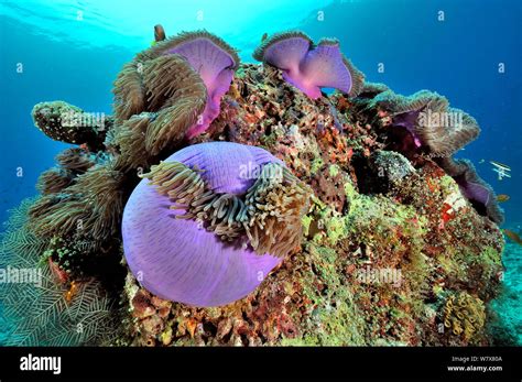 Magnificent Sea Anemones Heteractis Magnifica With Maldives