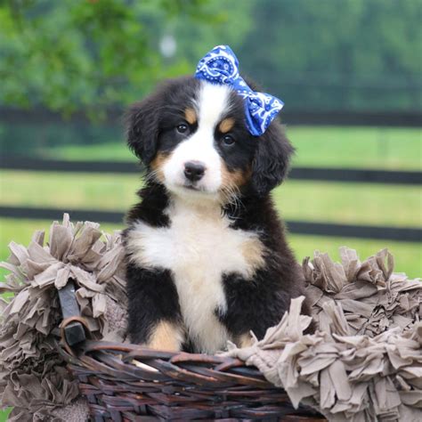 Pin By Lancaster Puppies On Cute Little Baby Animals Bernese Mountain