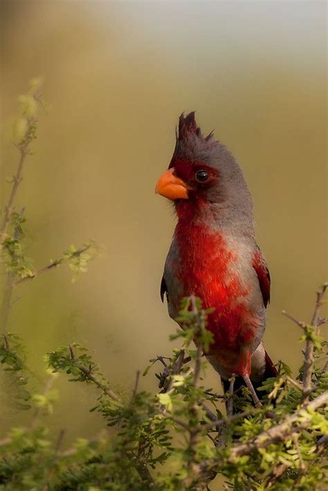 Male Pyrrhuloxia By Bettywiley Colorful Birds Pretty Birds Pet Birds