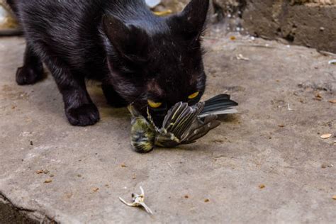 Cat Eating Bird Stock Photos Pictures And Royalty Free Images Istock