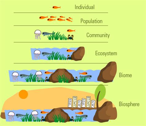 Levels Of Organization Ecology Project