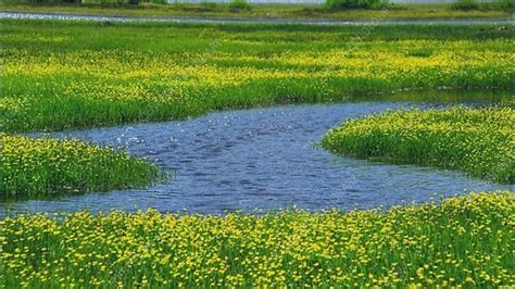 Yellow Flowers Sparks Lake Oregon Stock Video Clip K Science Photo Library