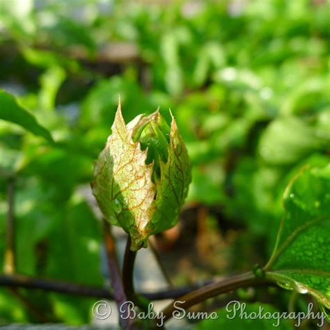 See comprehensive translation options on definitions.net! Baby Sumo Photography: Passion fruit in our garden (Flower ...