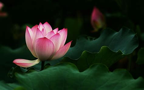 4k Lotus Flower Wallpapers Top Free 4k Lotus Flower Backgrounds