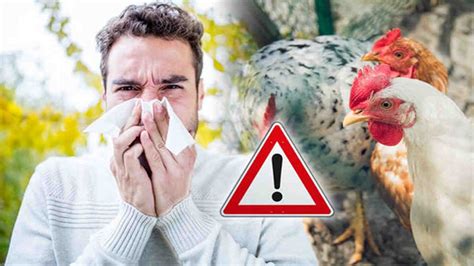 Gejala Flu Burung Yang Menyerang Manusia Dan Pengobatannya