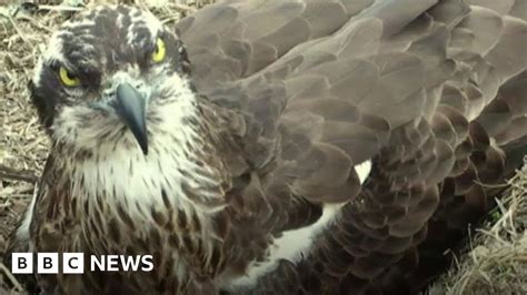 Gwynedd Wildlife Centre Celebrates Osprey Laying 50th Egg Bbc News