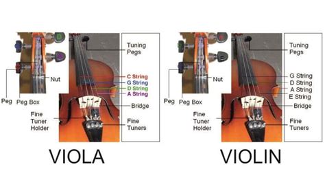 Viola X Violin Detailed Comparison For 2021 2022