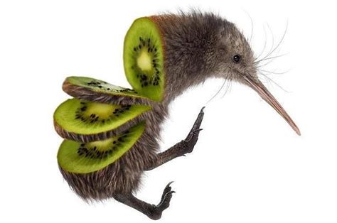 Kiwi Bird Pictures Bios Pics