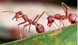 Best Poison For Carpenter Ants Photos