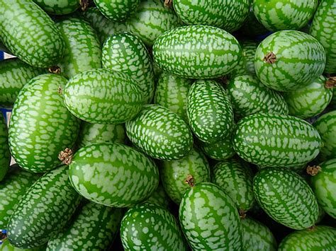 ⚡ Mouse Melons From Mexico Are The Size Of A Grape And Taste Like Sour