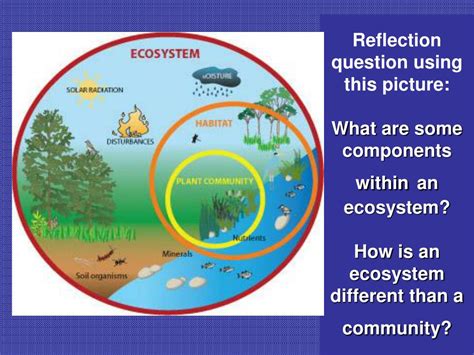 Ppt Ecological Relationships Powerpoint Presentation Free Download
