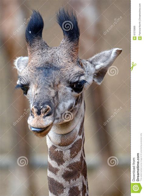 Baby Masai Giraffe Stock Image Image Of Silly Week 61376969