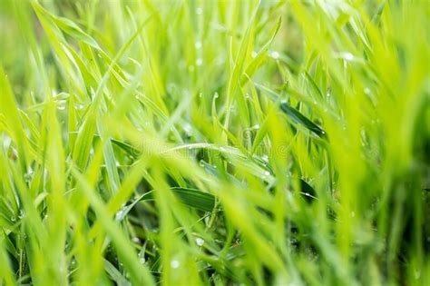Fresh Green Grass With Dew Drops Abstract Blurred Background Juicy