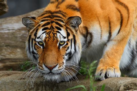 Wild Life Photography Of Bengal Tiger Hd Wallpaper Wallpaper Flare