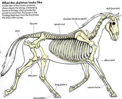 Darren mclaughlin ~horses!!~ horse anatomy ii. Horse Information | Circle R Ranch