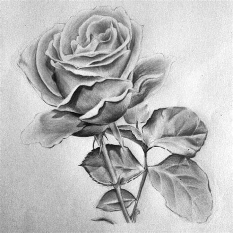 sketsa bunga mawar mudah  gambar  sederhana