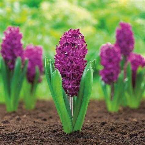 Hyacinth Bulbshyacinth Purple Sensation Dense Clusters Of Fragrant