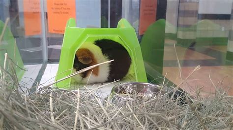 Guinea Pig Youtube