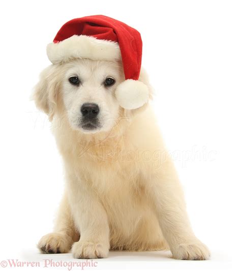 Dog Yellow Labrador Retriever Pup Wearing A Santa Hat Photo Wp28130