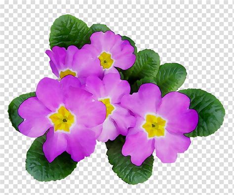 Artificial Flower Primrose Annual Plant Plants Violet Petal