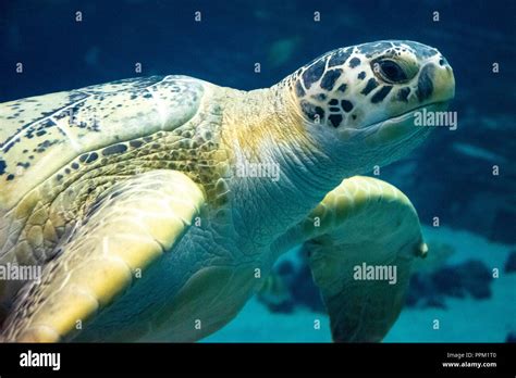 Large Green Sea Turtle Hi Res Stock Photography And Images Alamy