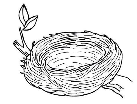 Nests Coloring Pages Learny Kids