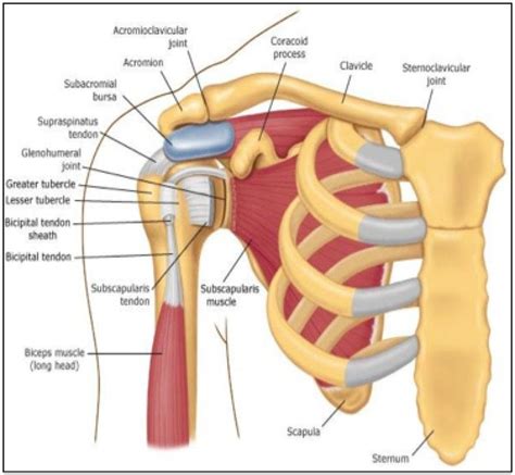 Rotator Cuff Anatomy Shoulder Muscle Anatomy Shoulder Anatomy