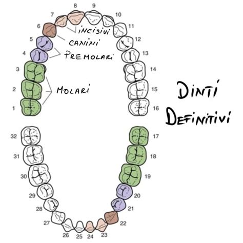 Cati Dinti Are Un Om și De Ce Sunt Importanți Delta Clinic Dent