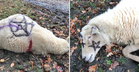 More Sheep Mutilated After Satanic Style Attacks Metro News