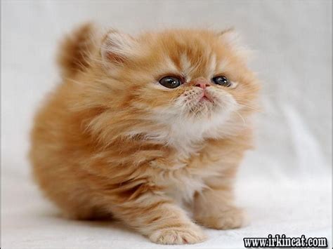 Cats · 9 years ago. What You Don't Know About How Much Does A Persian Cat Cost ...