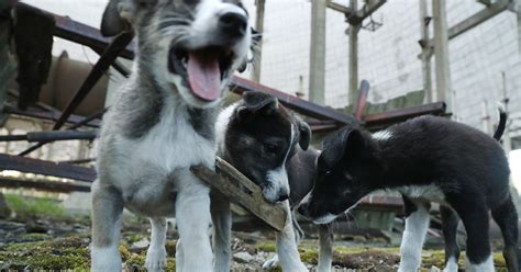 The Radioactive Puppies Of Chernobyl Are Finally Getting The Help They