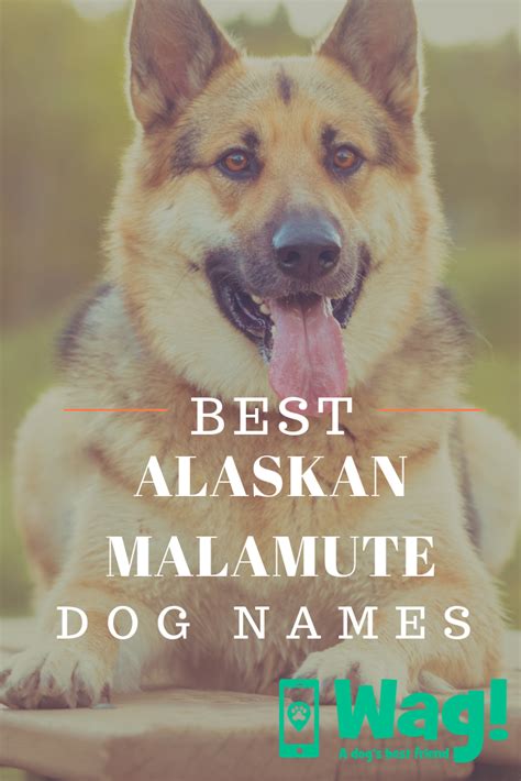 Alaskan Malamute Dog Names Popular Male And Female Names Wag Wag