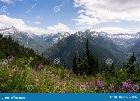 Wildflowers In Bloom In The North Cascades Stock Photo Image Of