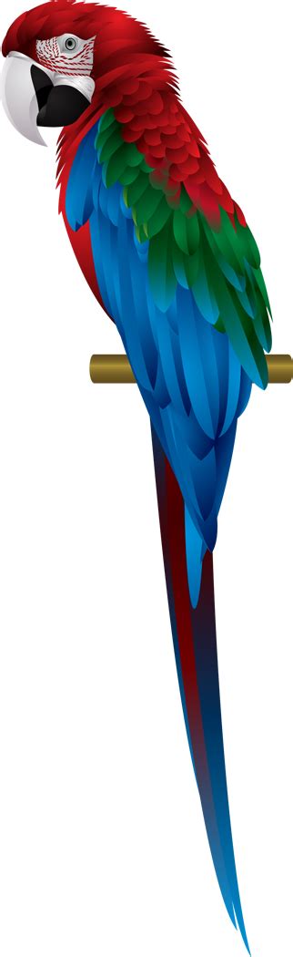 Collection Of Macaw Png Pluspng