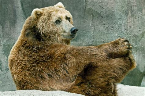 Grizzly Bear In Playful Pose Stock Image Image Of Portrait Fierce